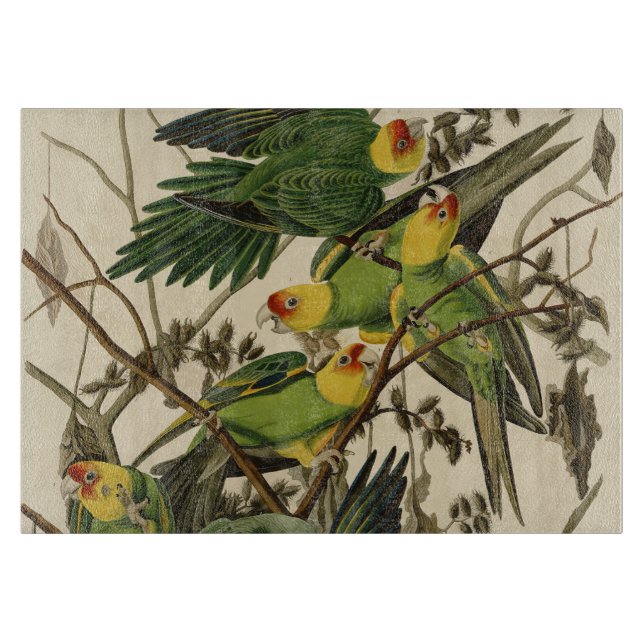 Tabla De Cortar Ilustracion Audubon Carolina Parrot Bird (Anverso)