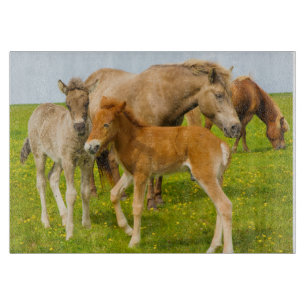 Tabla De Cortar Islandia. Dyrholaey. Potros de caballo islandés
