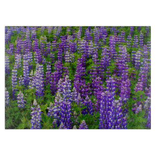 Tabla De Cortar Islandia. Vik i Myrdal. Campo de Lupinos