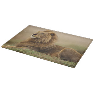 Tabla De Cortar Kenia, Masai Mara León macho