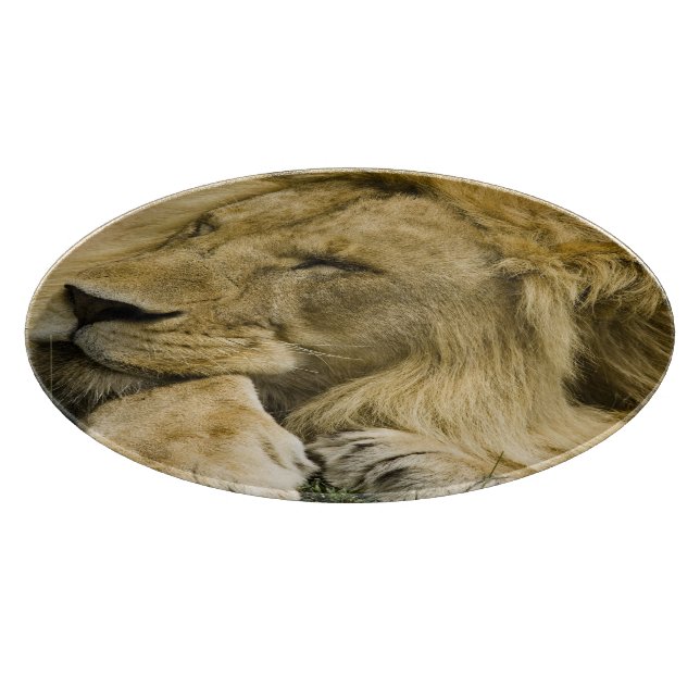 Tabla De Cortar León africano, Panthera leo, acostado dormido (Borde)