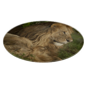 Tabla De Cortar León, Panthera leo, Lower Mara, Masai Mara GR,