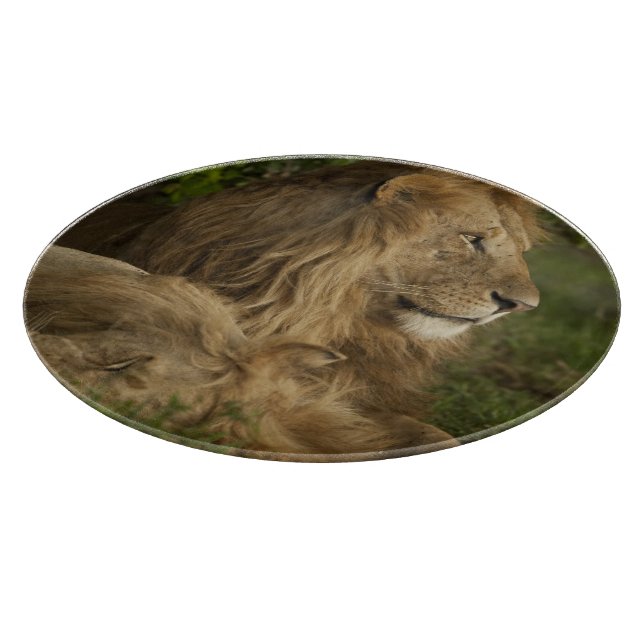 Tabla De Cortar León, Panthera leo, Lower Mara, Masai Mara GR, (Borde)