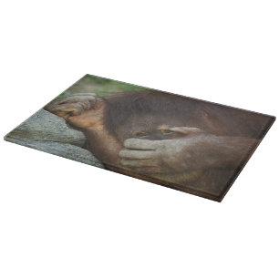 Tabla De Cortar Orangután de Sumatra, Pongo pygmaeus