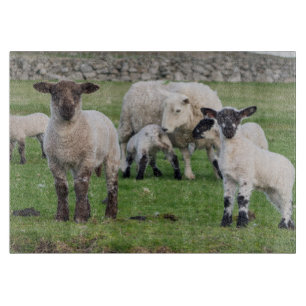 Tabla De Cortar Oveja Shetland