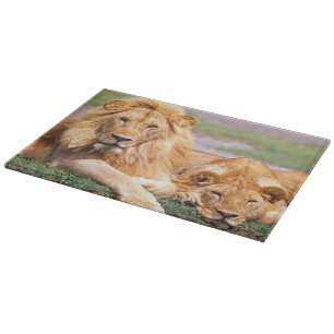 Tabla De Cortar Pareja de Leones Africanos, Panthera leo, Tanzania