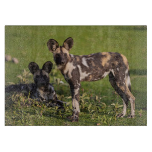 Tabla De Cortar Perros salvajes africanos en Tanzania