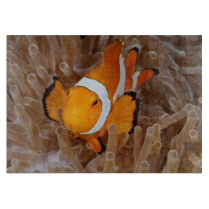 Tabla De Cortar Pez payaso - Molokai, North Shore Cliff