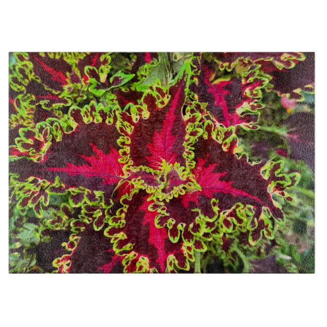 Tabla De Cortar Planta Coleus roja y verde (Anverso)