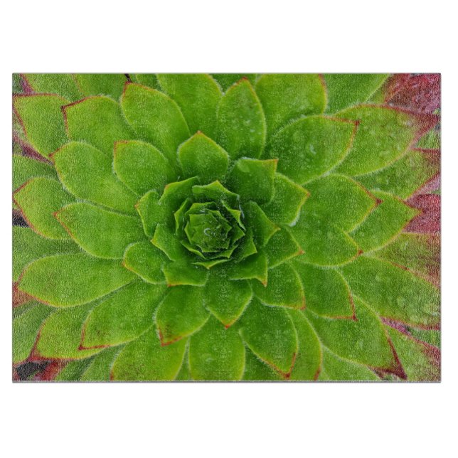 Tabla De Cortar Planta Lover Aeonium Magic (Anverso)