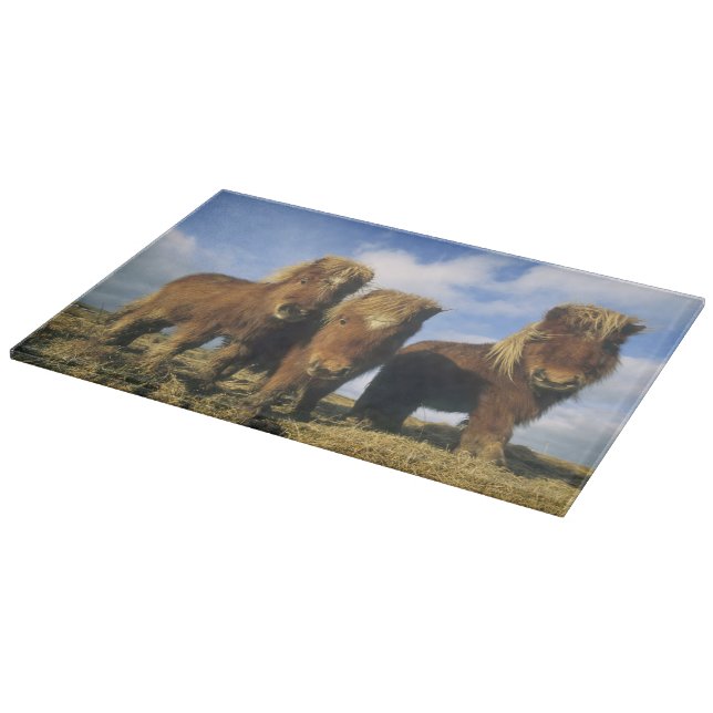 Tabla De Cortar Poni de Shetland, tierra firme Islas Shetland, (Borde)