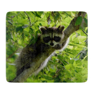 Tabla De Cortar Raccoon en el mapache gris mate de árbol verde