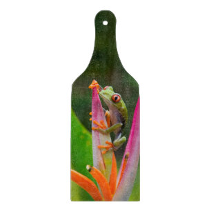 Tabla De Cortar Rana de los ojos rojos, Costa Rica