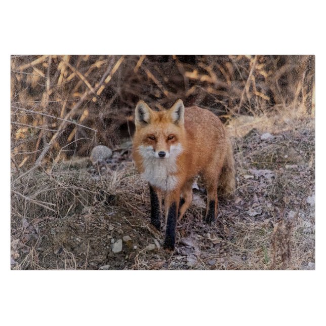 Tabla De Cortar Red Fox cerca y personal (Anverso)