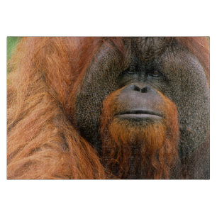 Tabla De Cortar Retrato de Orangután macho, Georgia, EE. UU.