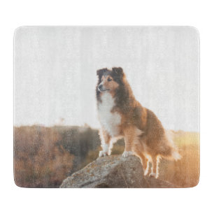 Tabla De Cortar Sheltie en Cliff protección escuchada al atardecer
