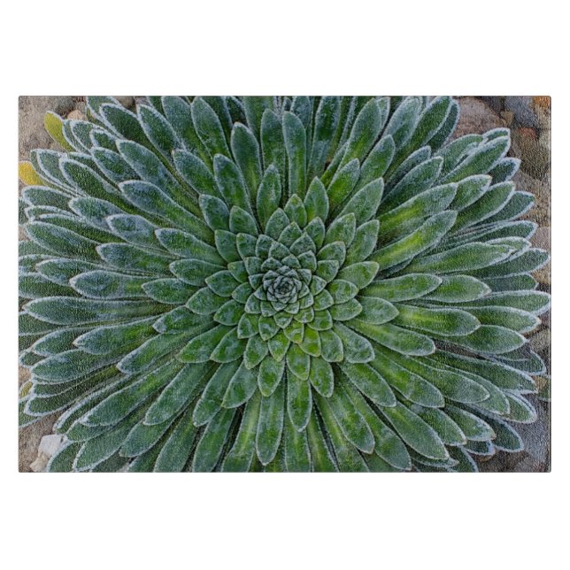 Tabla De Cortar Suculenta planta del desierto (Anverso)