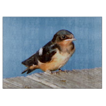 Tablero Barn Swallow