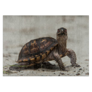 Tabla De Cortar Tortuga de caja común