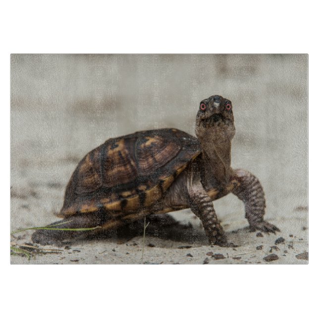Tabla De Cortar Tortuga de caja común (Anverso)