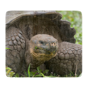 Tabla De Cortar Tortuga gigante