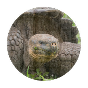 Tabla De Cortar Tortuga gigante