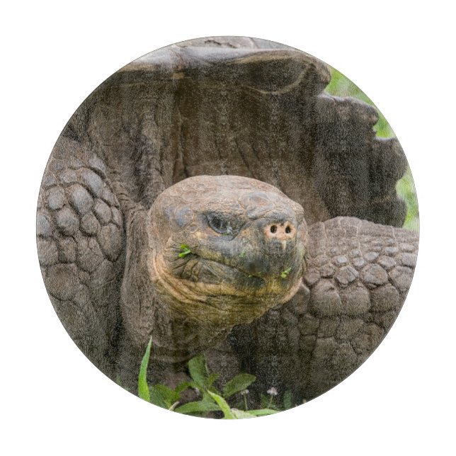 Tabla De Cortar Tortuga gigante (Anverso)