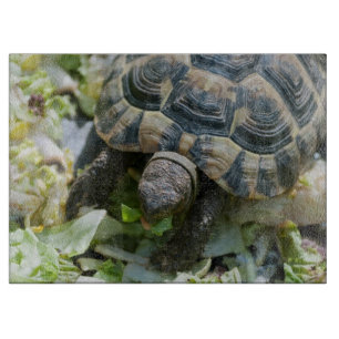 Tabla De Cortar Tortuga linda