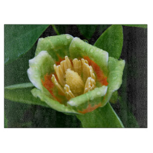 Tabla De Cortar Tulipán del árbol de álamo después de la lluvi