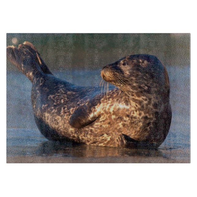 Tabla De Cortar Una cría de foca levantando la cola (Anverso)