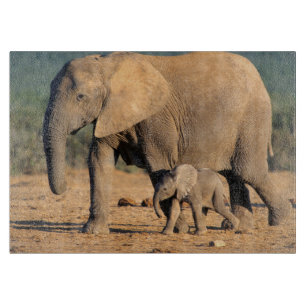 Tabla De Cortar Una madre y cría de elefante africano en movimient