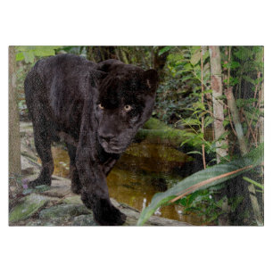 Tabla De Cortar Zoológico de la ciudad de Belice. Pantera negra