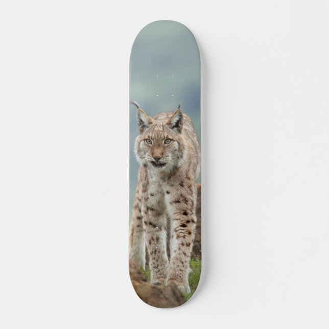 Tabla de Skate Gato Montés Silvestre (Anverso )