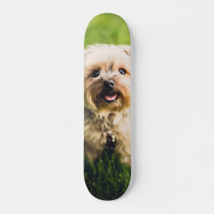 Tabla de Skate Perrito Terrier Adorable