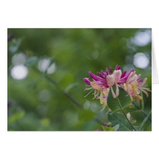 Tacto de la madreselva