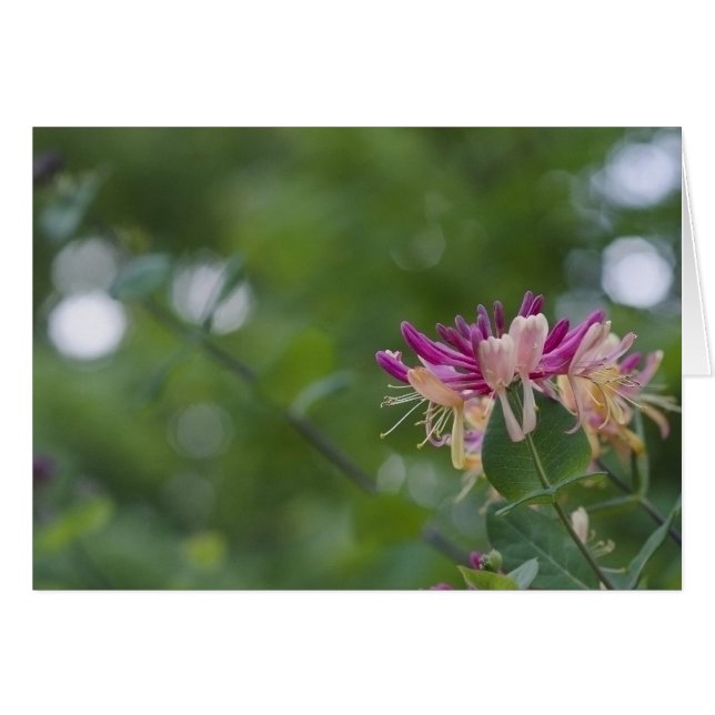 Tacto de la madreselva (Anverso (Horizontal))