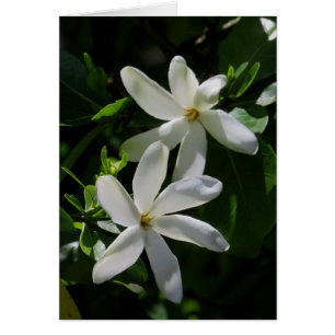 Tahitian Gardenia