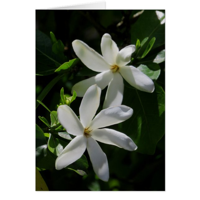 Tahitian Gardenia (Frente)