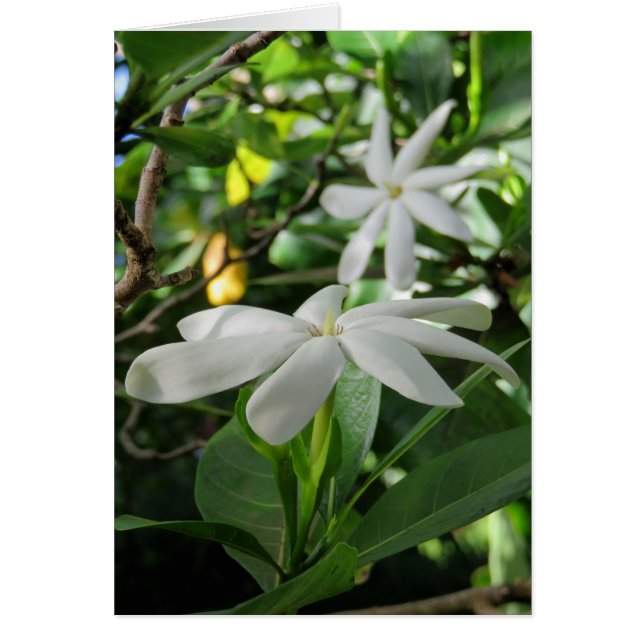 Tahitian Gardenia (Frente)