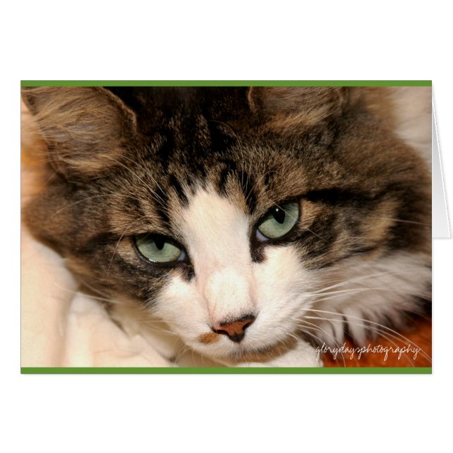 taj, glorydaysphotografía (Anverso (Horizontal))