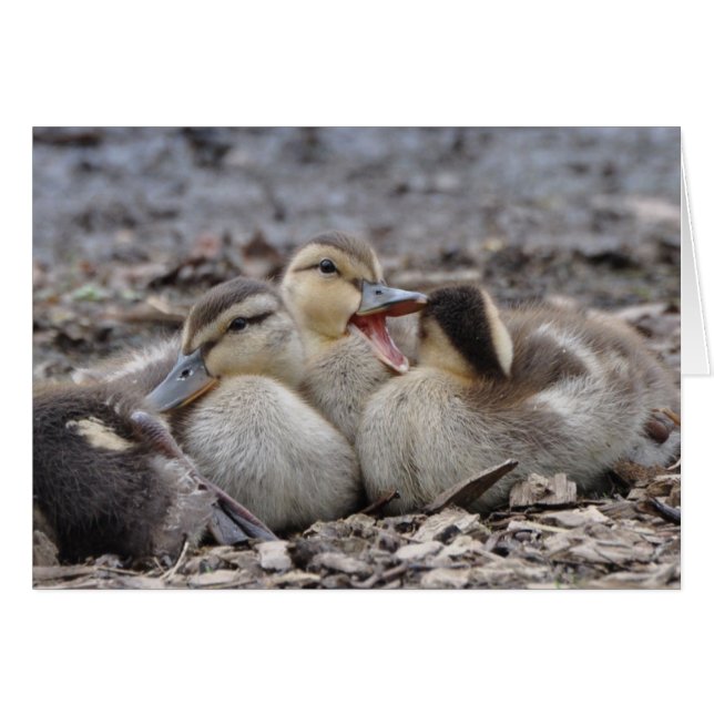 Talkative Mallard Ducklings (Anverso (Horizontal))