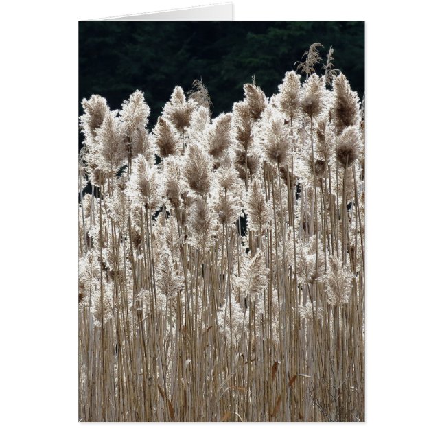 Tall Grass (Frente)