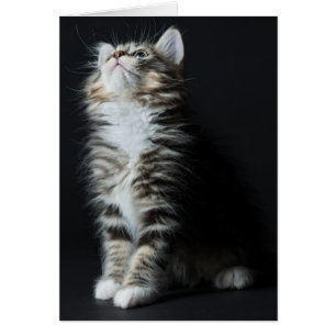 Tall Tabby