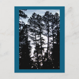 Tall Trees en la postal de las montañas CO