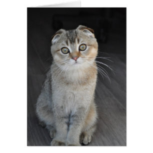 Tallarines el doblez escocés que parece inocente