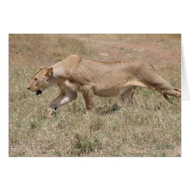 tallo de león (Anverso (Horizontal))