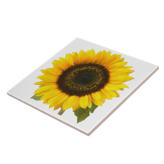 Tamaños de la teja del girasol (2)