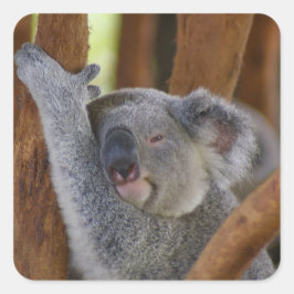 Tan dulce Pegatina del oso Koala