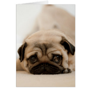 Tan Female Pug