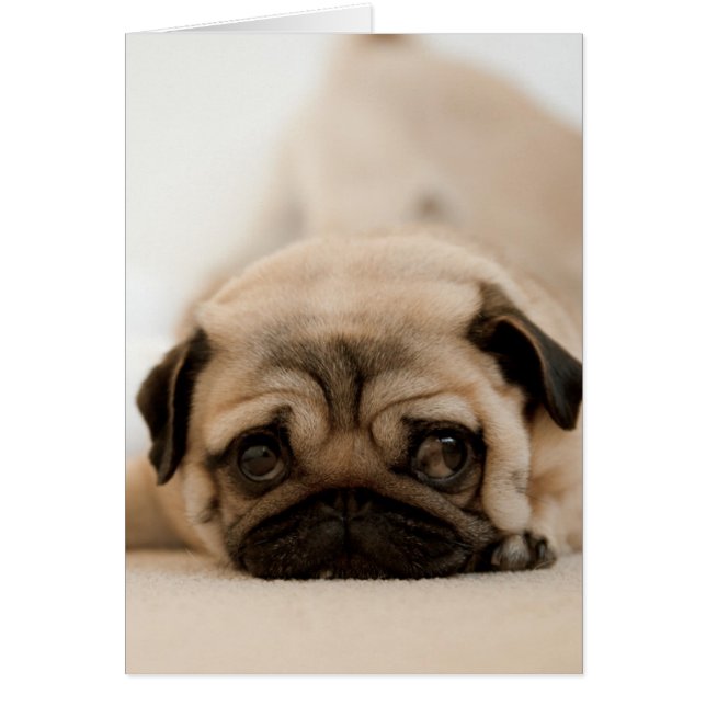 Tan Female Pug (Frente)